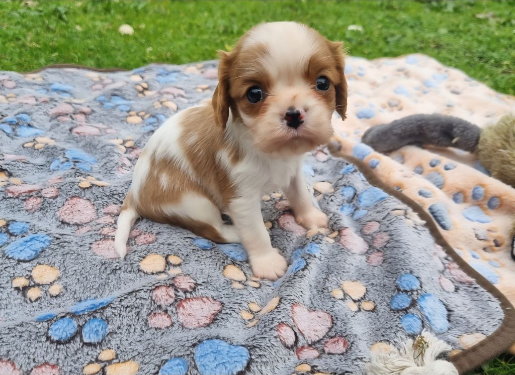 Cavalier King Charles Spaniel - Du Petit Brillouard