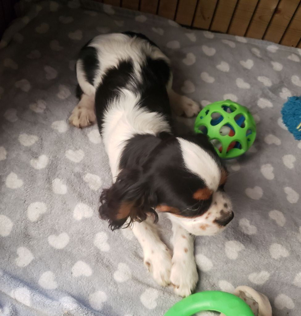 Thalia Du Petit Brillouard