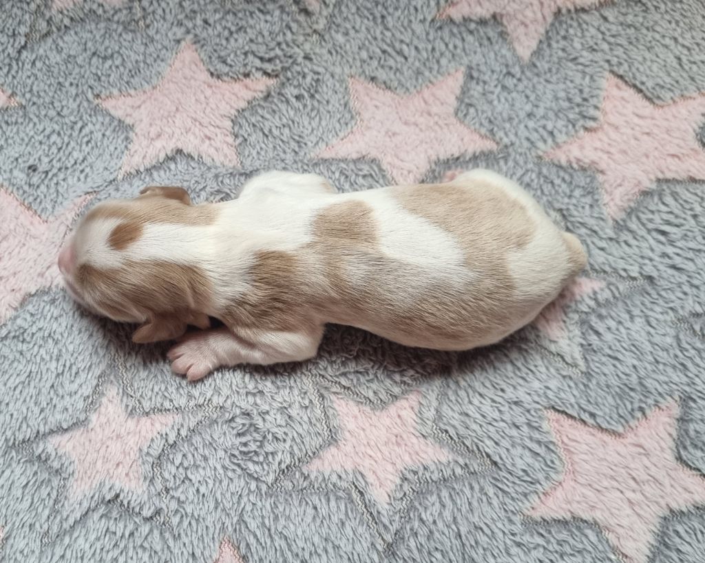 Vanille Du Petit Brillouard