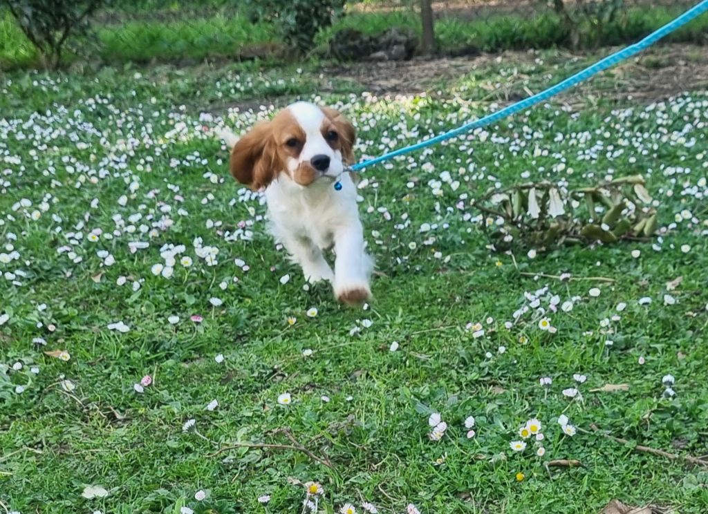 VIGO Du Petit Brillouard