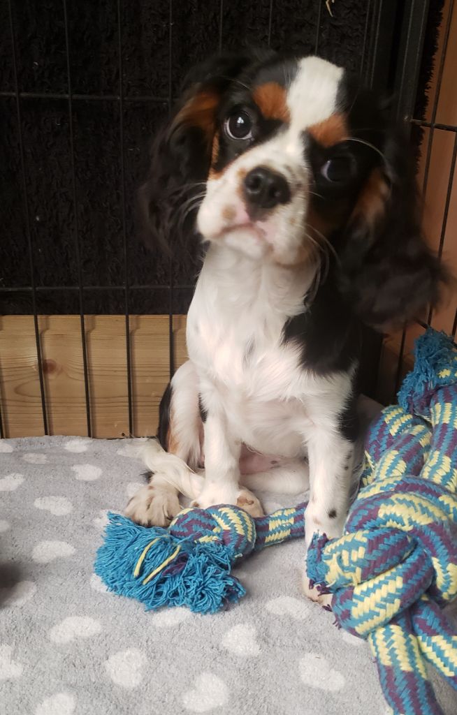 Thalia Du Petit Brillouard