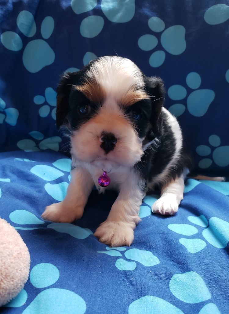 TENNESSEE Du Petit Brillouard