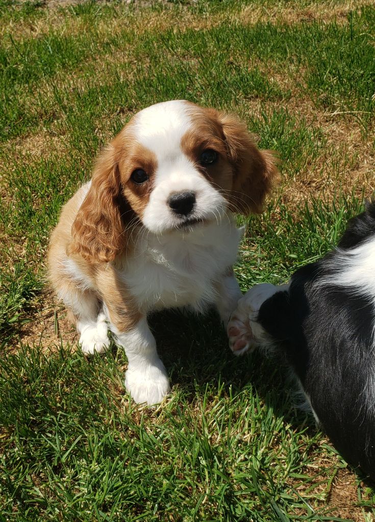 T... Du Petit Brillouard