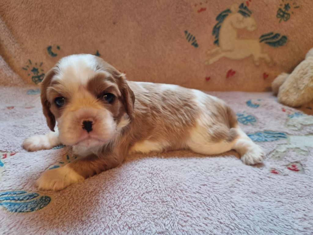 V... Du Petit Brillouard