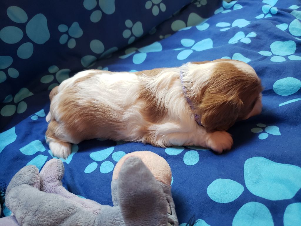 TINA Du Petit Brillouard