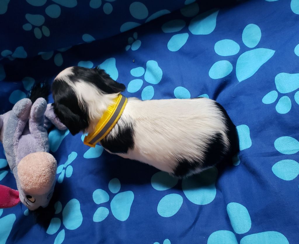 THEMIS Du Petit Brillouard