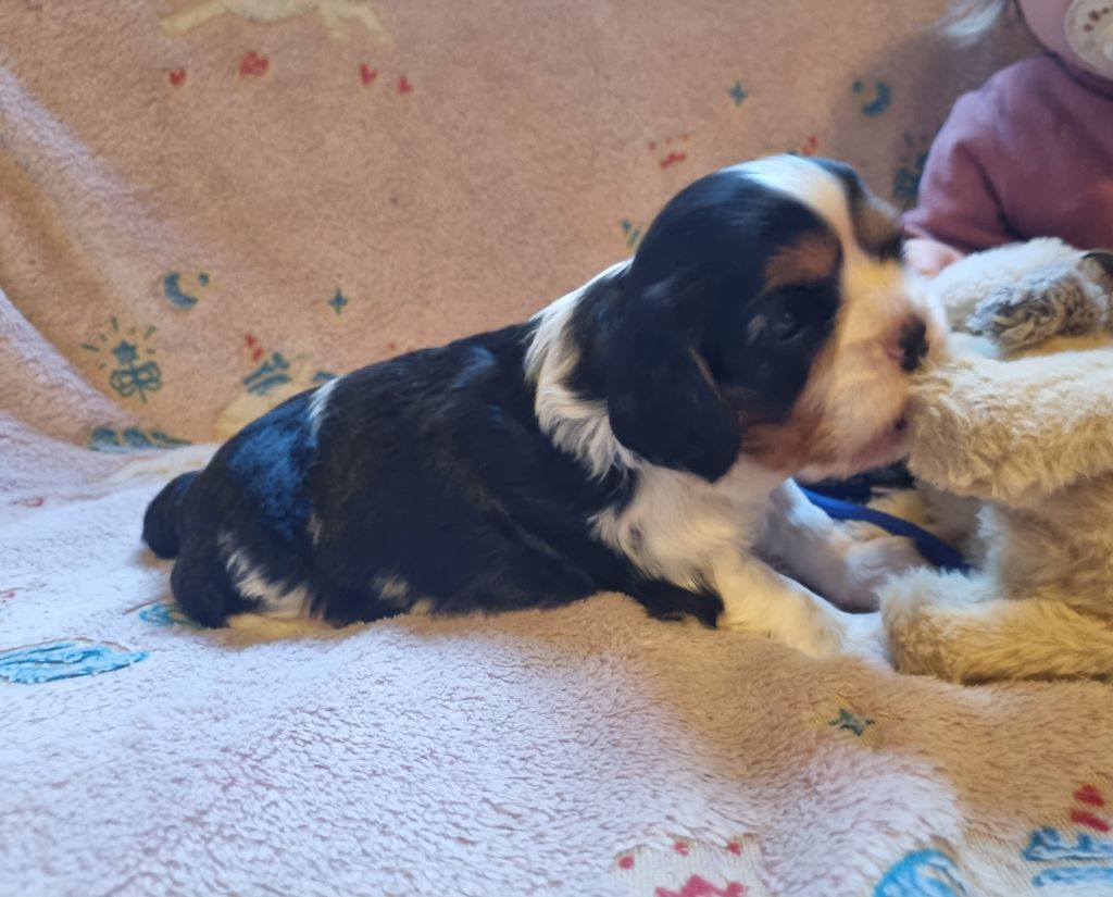 VIJAYA Du Petit Brillouard