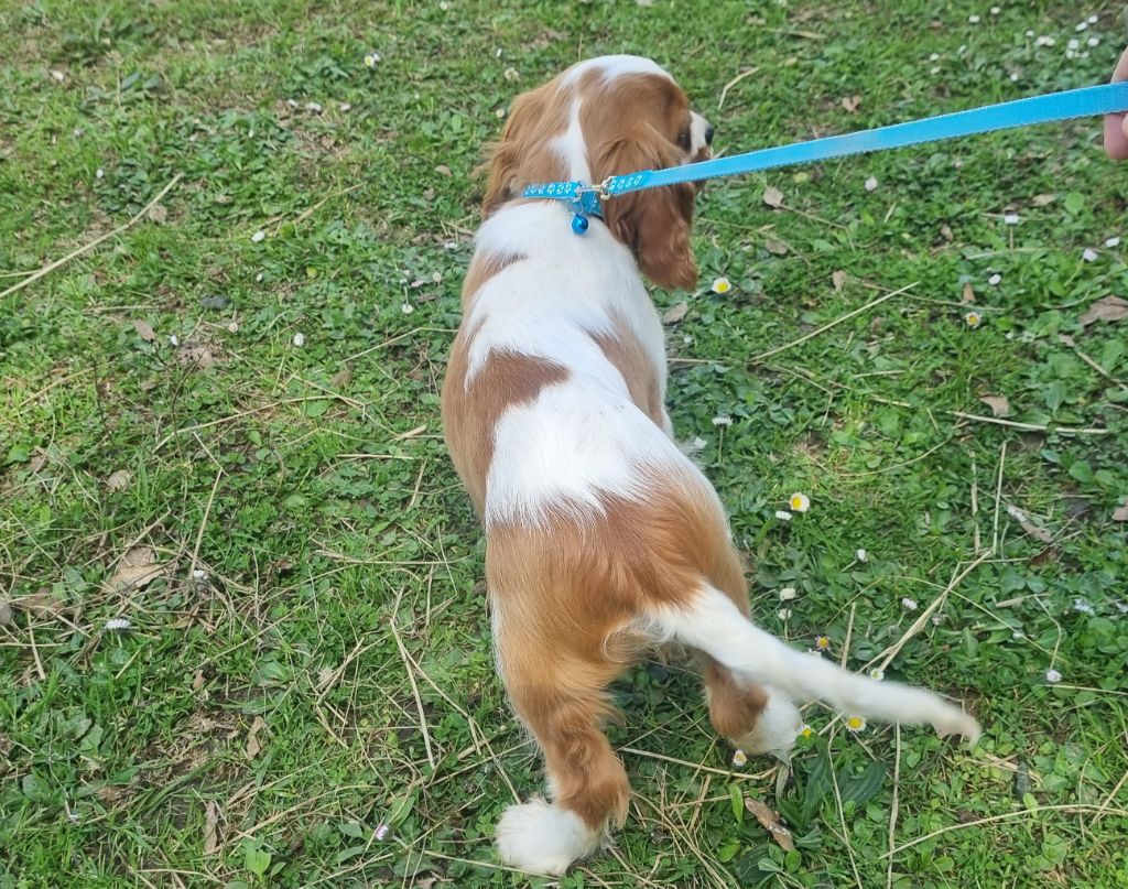 VIGO Du Petit Brillouard