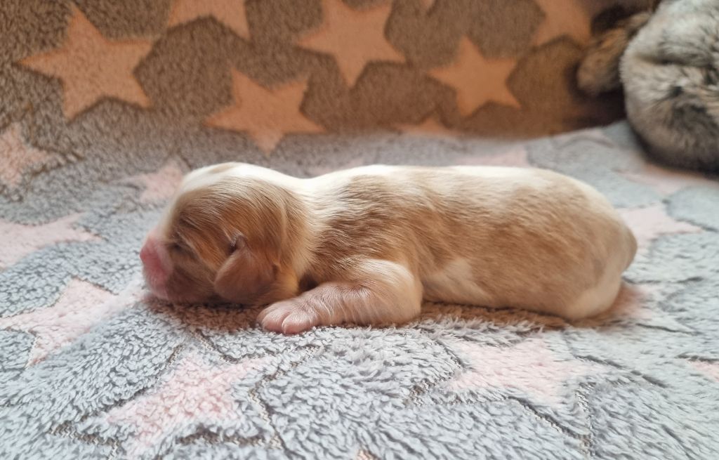 Vanille Du Petit Brillouard