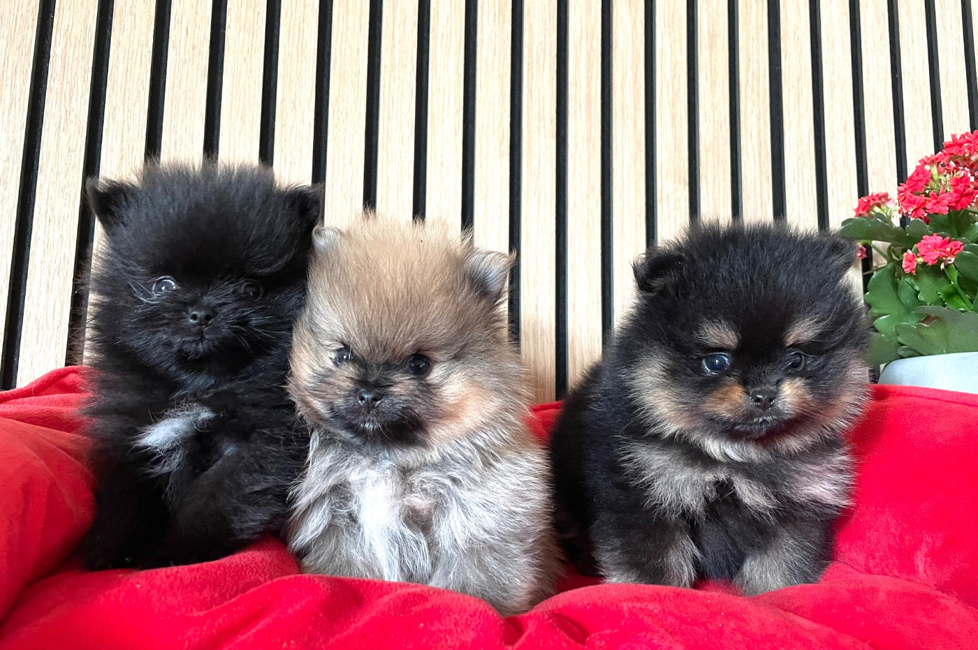 Spitz allemand - of the Bubble Staff