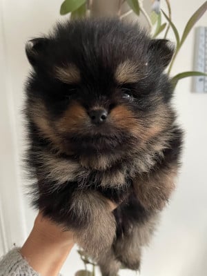 Les chiots de Spitz allemand