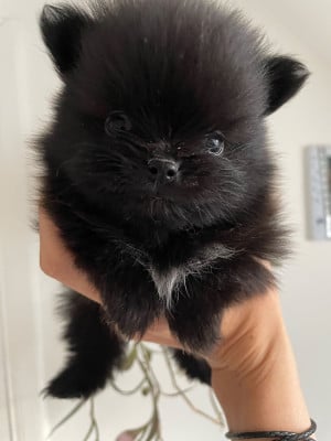 Les chiots de Spitz allemand