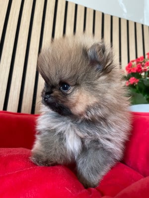 Les chiots de Spitz allemand