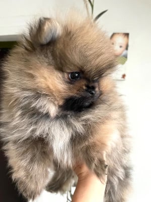 Les chiots de Spitz allemand