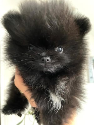 Les chiots de Spitz allemand