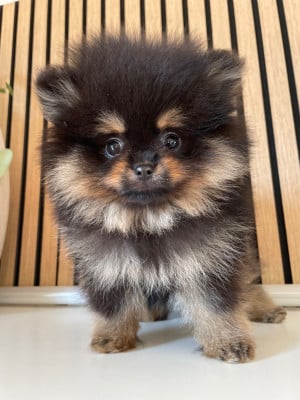 Les chiots de Spitz allemand