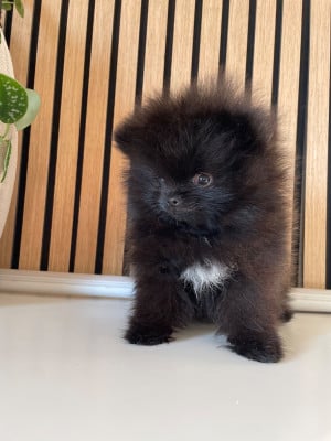 Les chiots de Spitz allemand