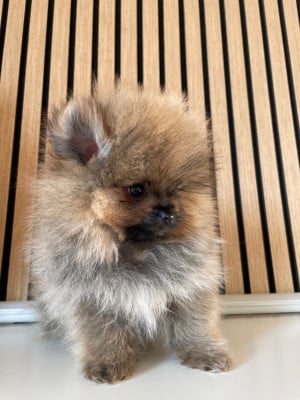 Les chiots de Spitz allemand