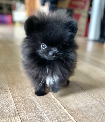 Les chiots de Spitz allemand