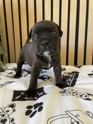 Les chiots de Staffordshire Bull Terrier