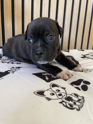 Les chiots de Staffordshire Bull Terrier