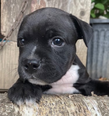 Les chiots de Staffordshire Bull Terrier