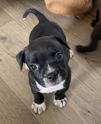 Les chiots de Staffordshire Bull Terrier