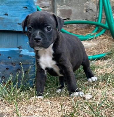 Les chiots de Staffordshire Bull Terrier