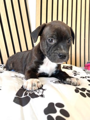 Les chiots de Staffordshire Bull Terrier
