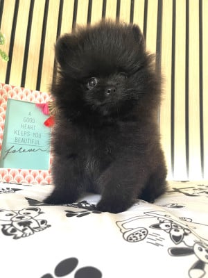 Les chiots de Spitz allemand