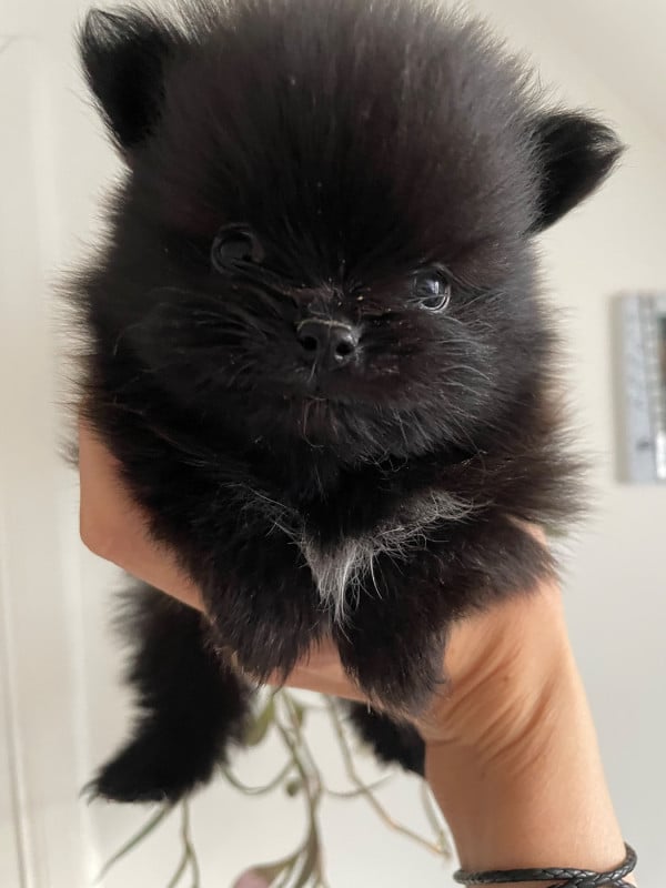 Spitz allemand - of the Bubble Staff