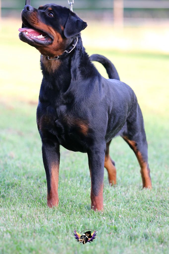 Publication : I Believe Aken Flam Auteur : ROGNON Cyriel