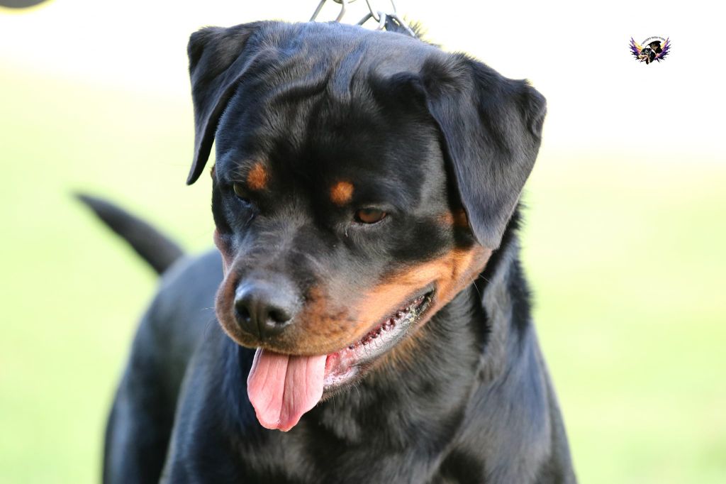 Publication : I Believe Aken Flam Auteur : ROGNON Cyriel