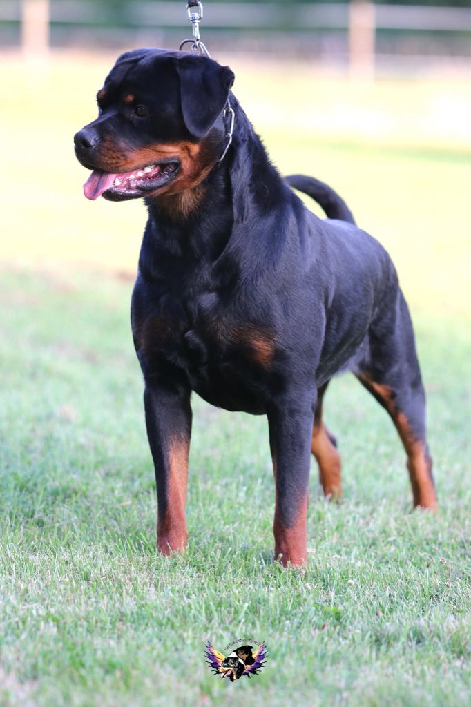 Publication : I Believe Aken Flam Auteur : ROGNON Cyriel