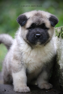 Les chiots de Akita americain