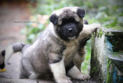 Les chiots de Akita americain