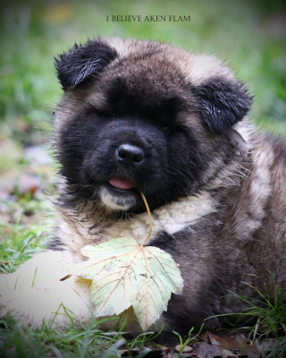 Les chiots de Akita americain