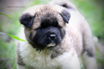 Les chiots de Akita americain