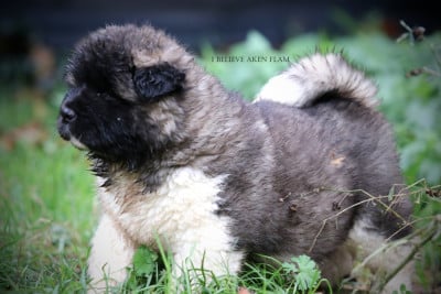 Les chiots de Akita americain