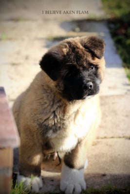 Les chiots de Akita americain