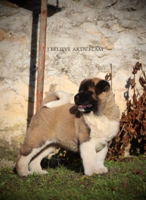 Angry Bird - Akita americain