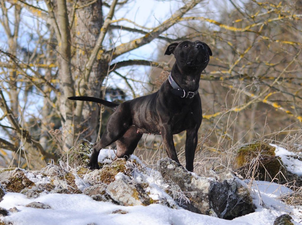 Publication : Color'inca Project Auteur : Lola Salazar