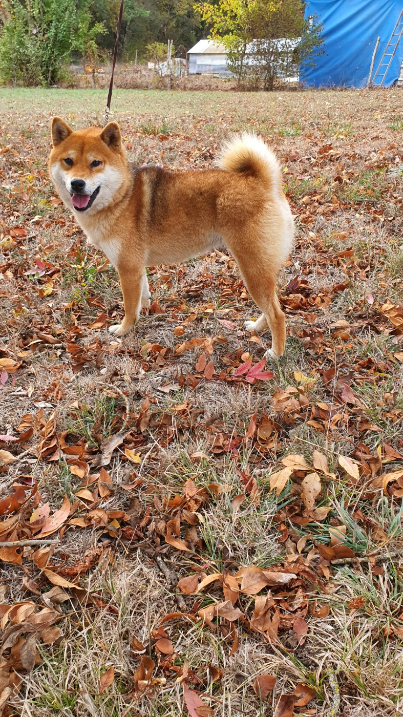 Roronoa kira de British and Us