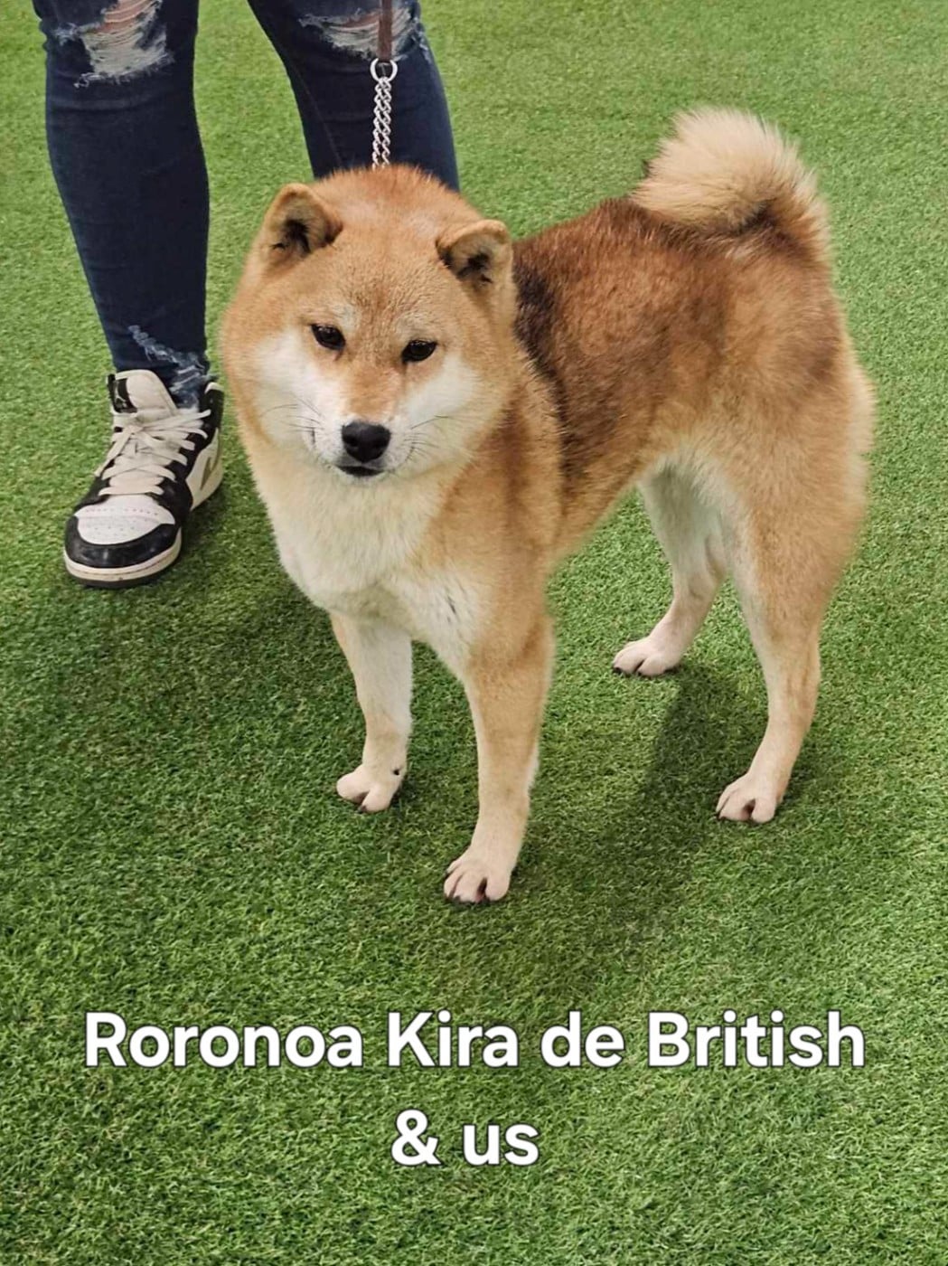 Roronoa kira de British and Us