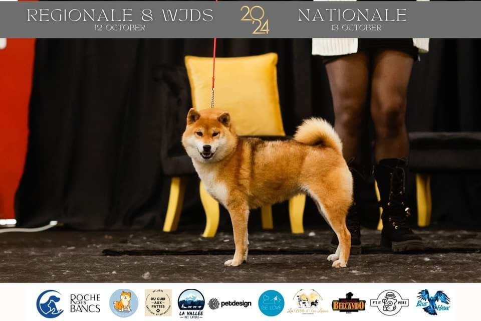 Roronoa kira de British and Us