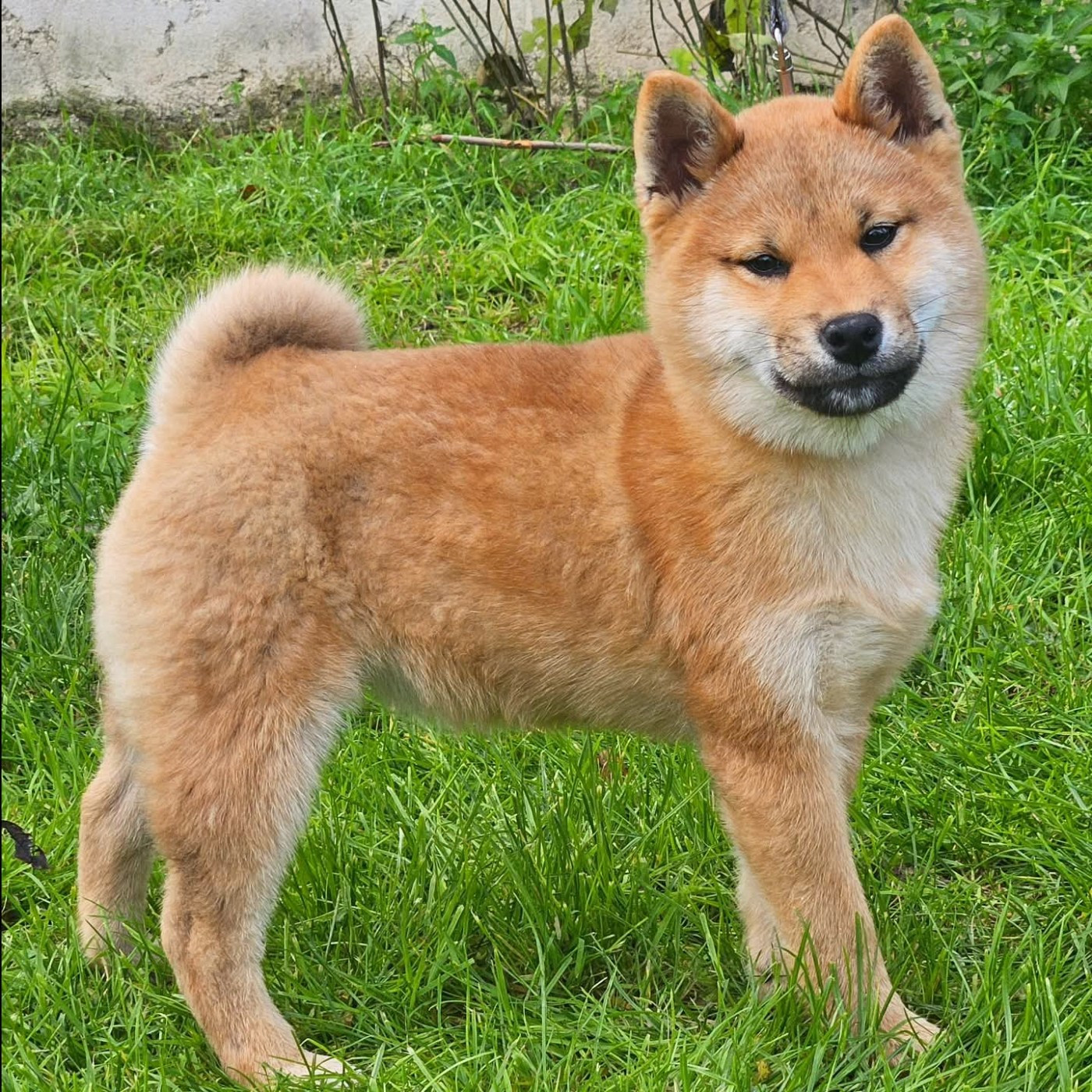 Shiba - de British and Us