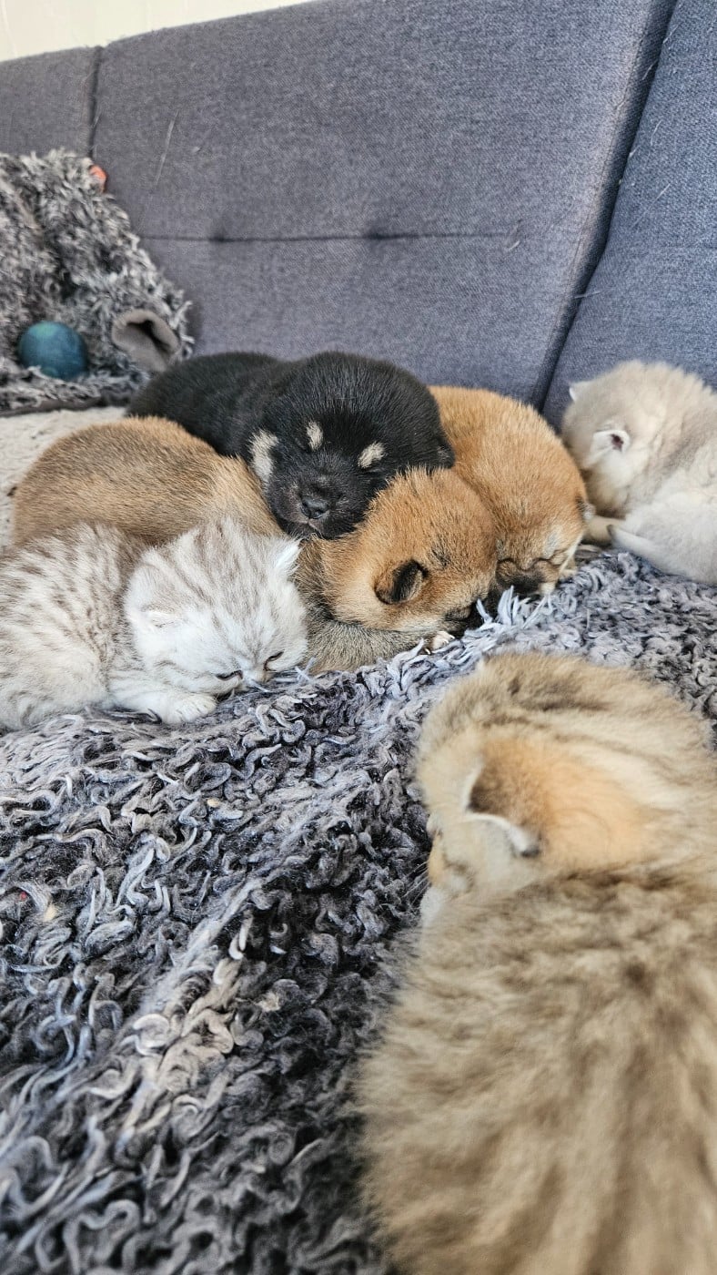 Shiba - de British and Us