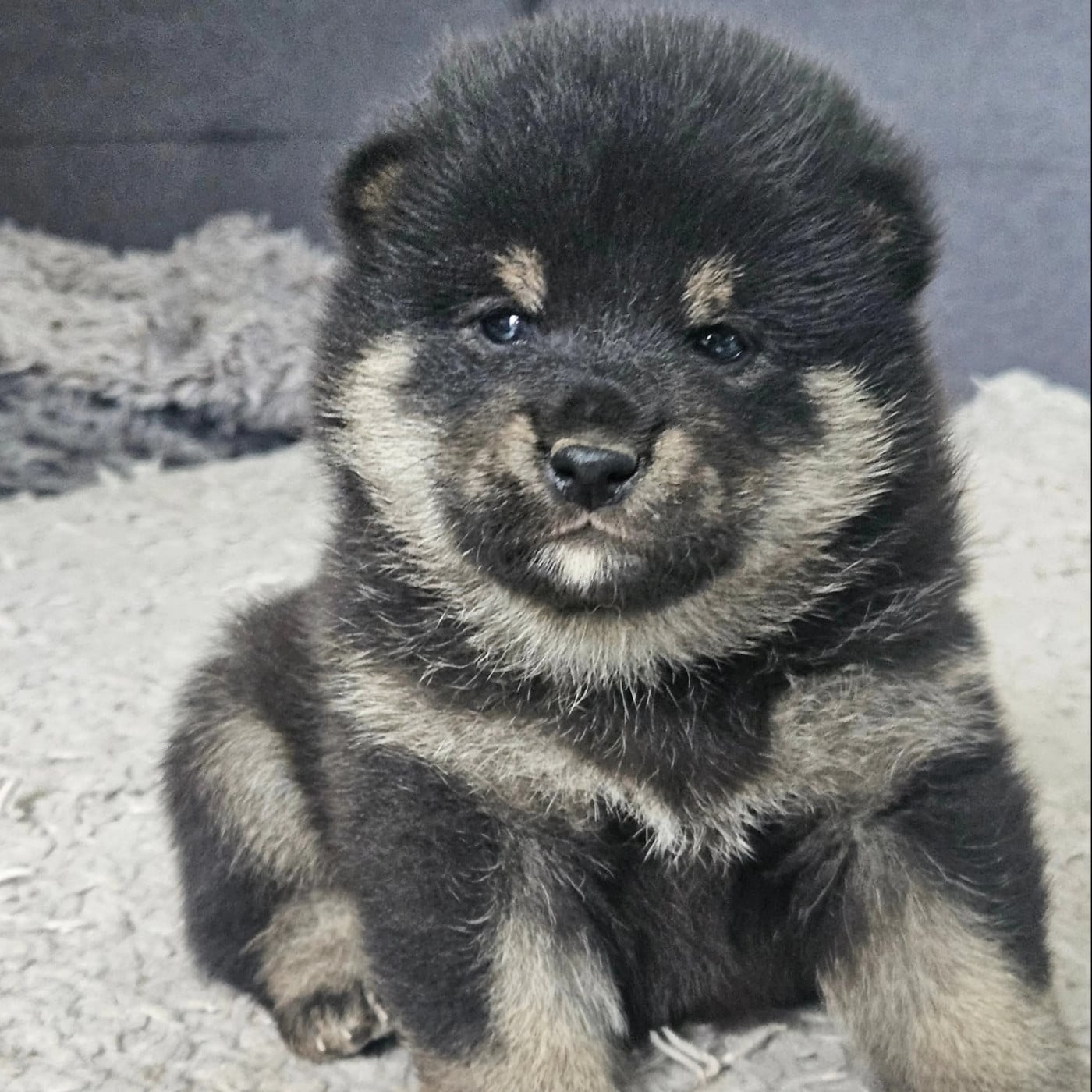 Mâle noir et feu - Shiba