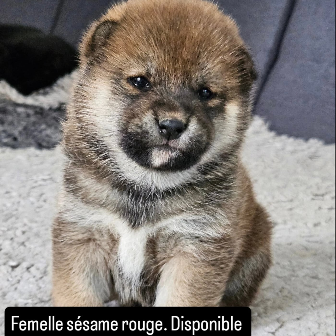 Femelle sésame rouge - Shiba