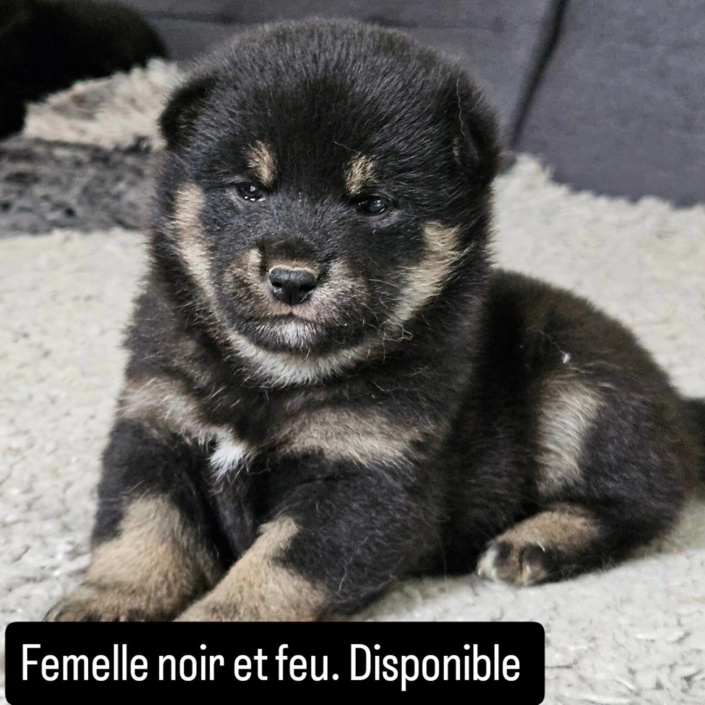 Femelle noir et feu - Shiba